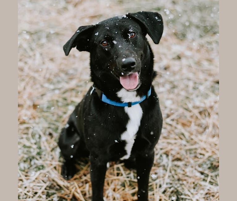 Photo of Hamish, a Labrador Retriever, Australian Cattle Dog, American Bully, and Mixed mix in West Virginia, USA
