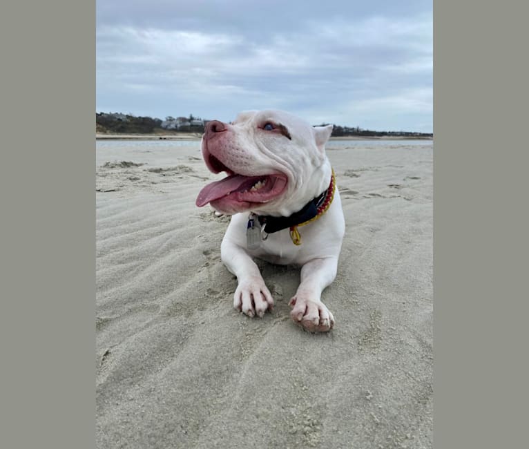 Apollo, an American Bully tested with EmbarkVet.com