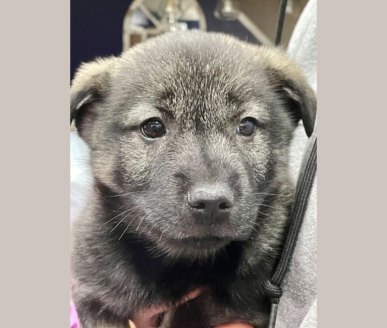 Brutus, a Norwegian Elkhound tested with EmbarkVet.com