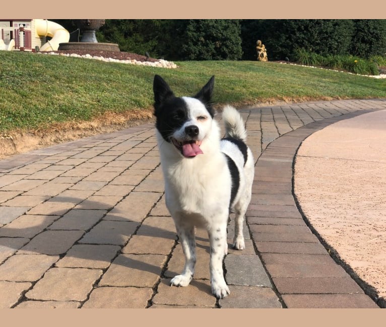 Jak, a Japanese or Korean Village Dog tested with EmbarkVet.com
