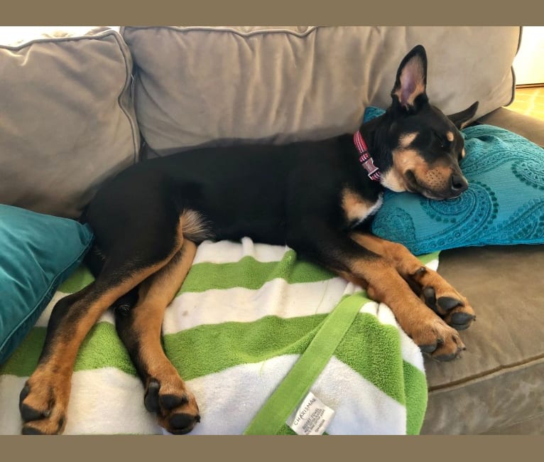 Min pin cattle dog mix outlet