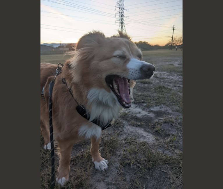 Photo of Roosevelt, an American Pit Bull Terrier, Australian Shepherd, Mastiff, and Mixed mix in Corpus Christi, Texas, USA