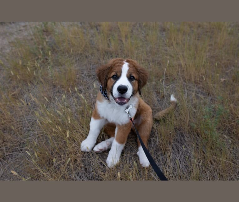 Photo of Pearl, a Saint Bernard and Bernese Mountain Dog mix in Crossfield, Alberta, Canada