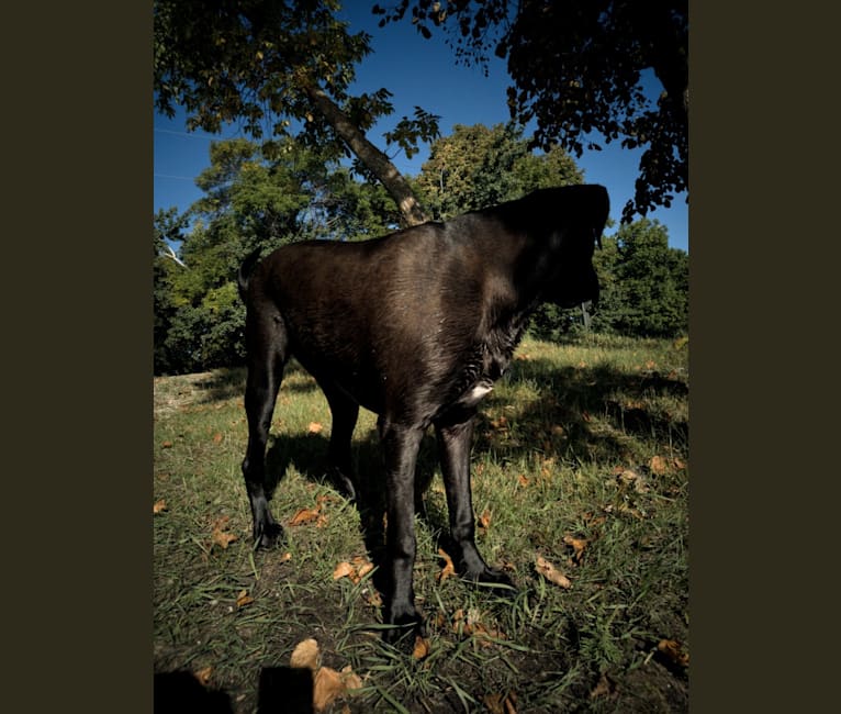 Photo of Ottis, a Perro de Presa Canario, English Springer Spaniel, Labrador Retriever, and Australian Shepherd mix in Cloquet, MN, USA