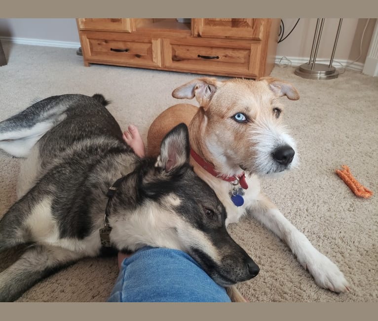 Airedale terrier 2025 husky mix