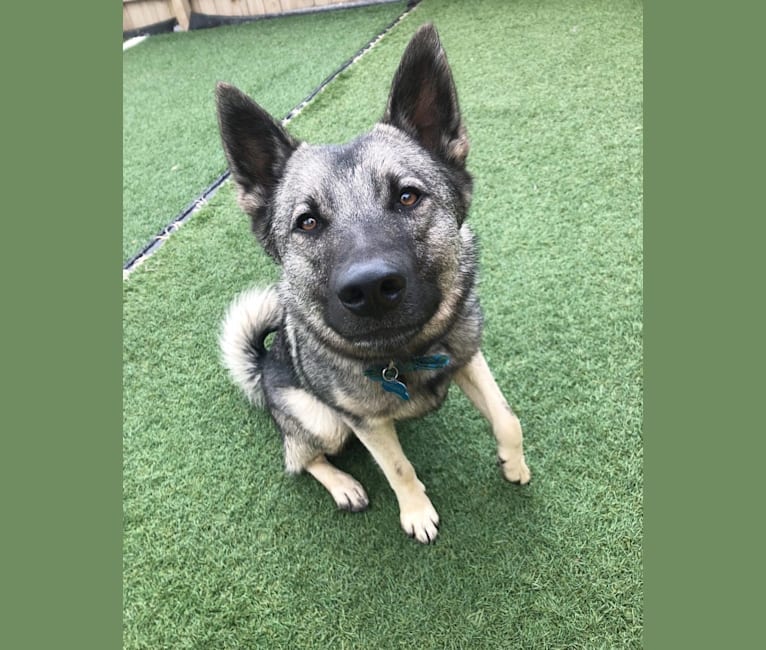 Smokey, a Norwegian Elkhound tested with EmbarkVet.com