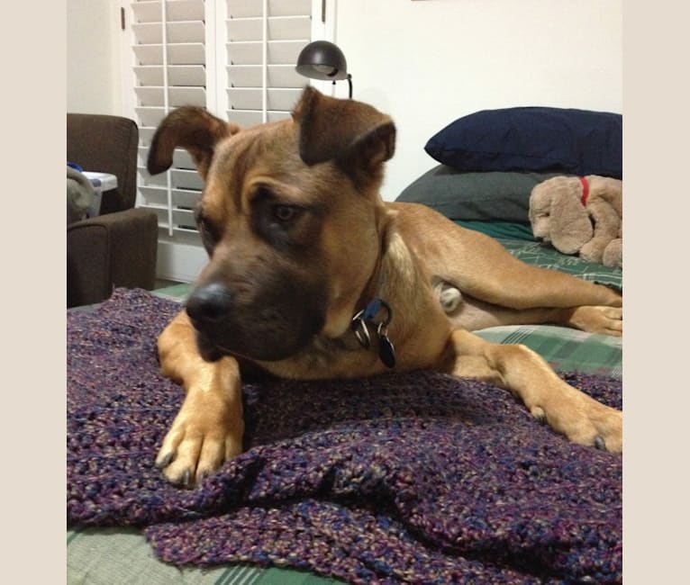Jax, an American Pit Bull Terrier and Chow Chow mix tested with EmbarkVet.com