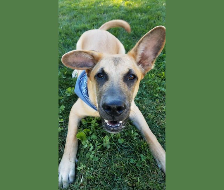 Charlie, a German Shepherd Dog and American Pit Bull Terrier mix tested with EmbarkVet.com