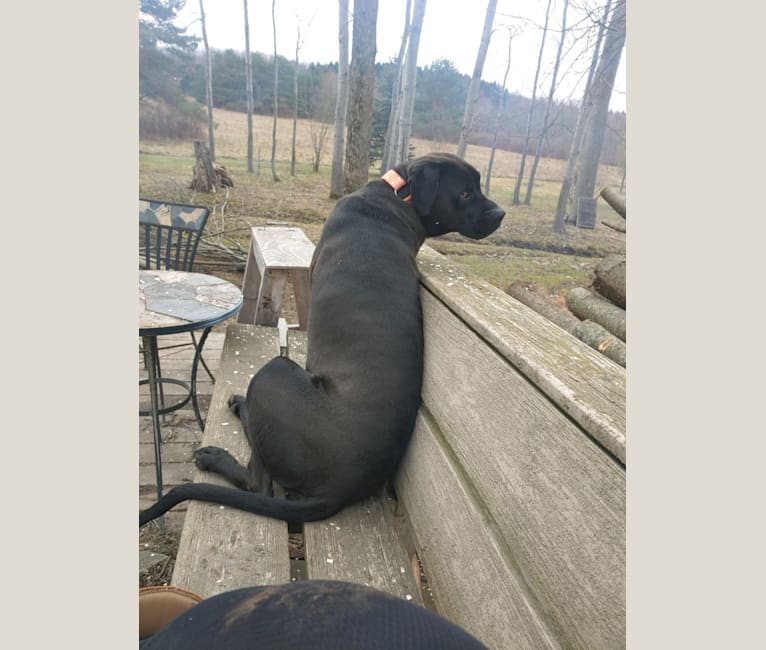 Bruno, an American Pit Bull Terrier and Labrador Retriever mix tested with EmbarkVet.com