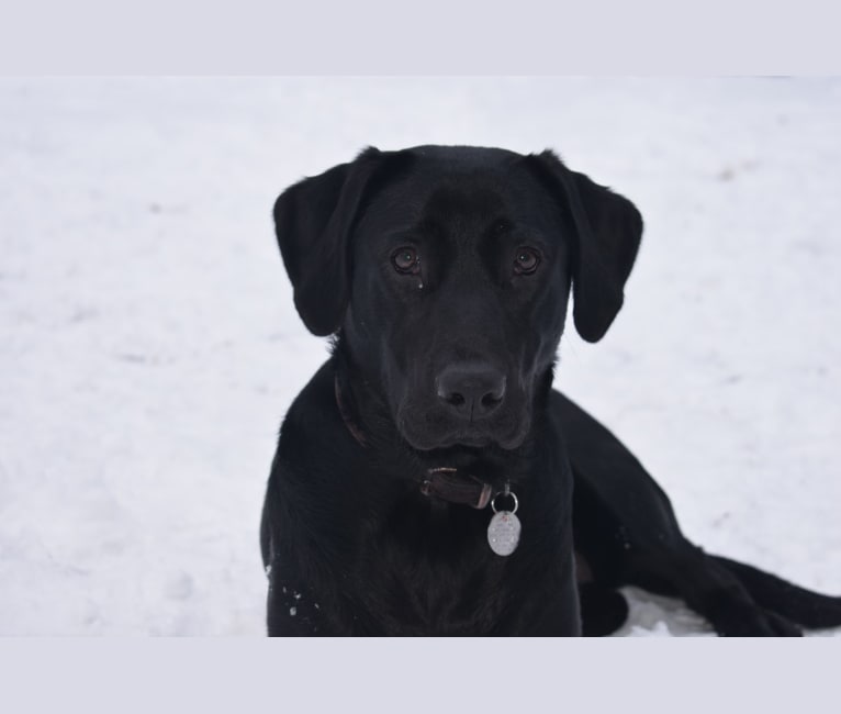 Fischer's Bailey Nicole, a Labrador Retriever tested with EmbarkVet.com