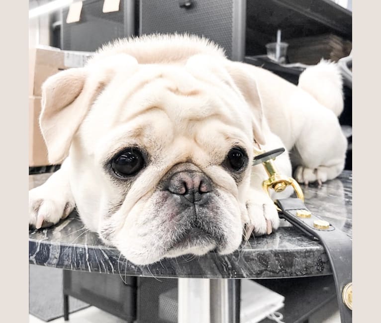 Po, a Pug tested with EmbarkVet.com