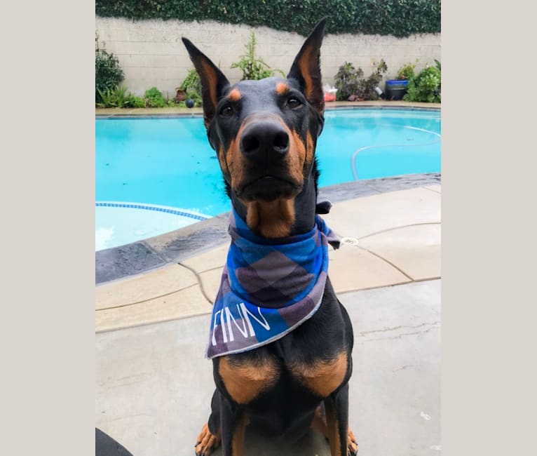 Finn, a Doberman Pinscher tested with EmbarkVet.com