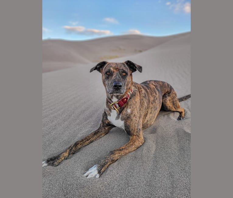 Wren, a Catahoula Leopard Dog and Rottweiler mix tested with EmbarkVet.com