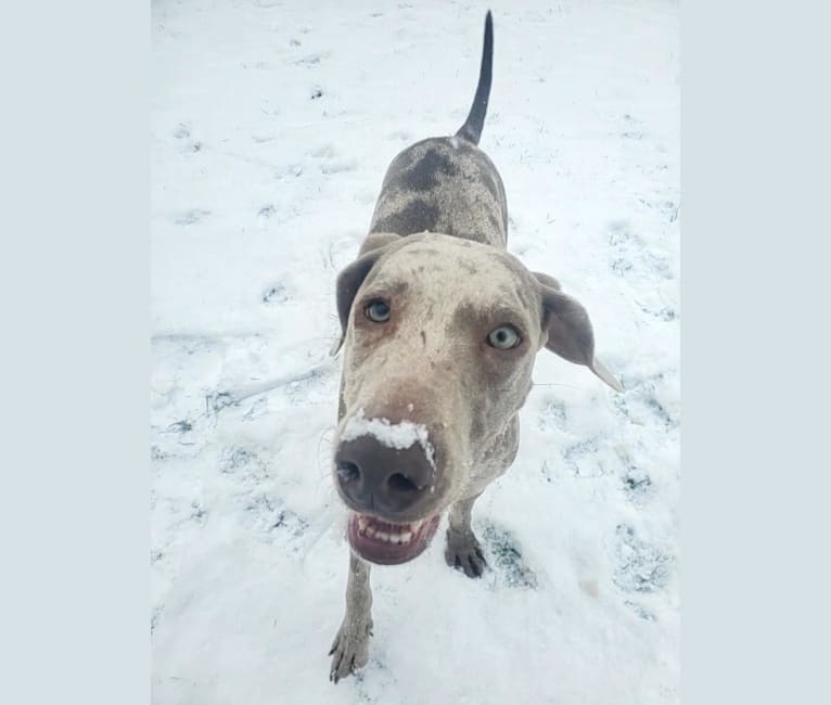 Maggie, a Weimaraner and Catahoula Leopard Dog mix tested with EmbarkVet.com