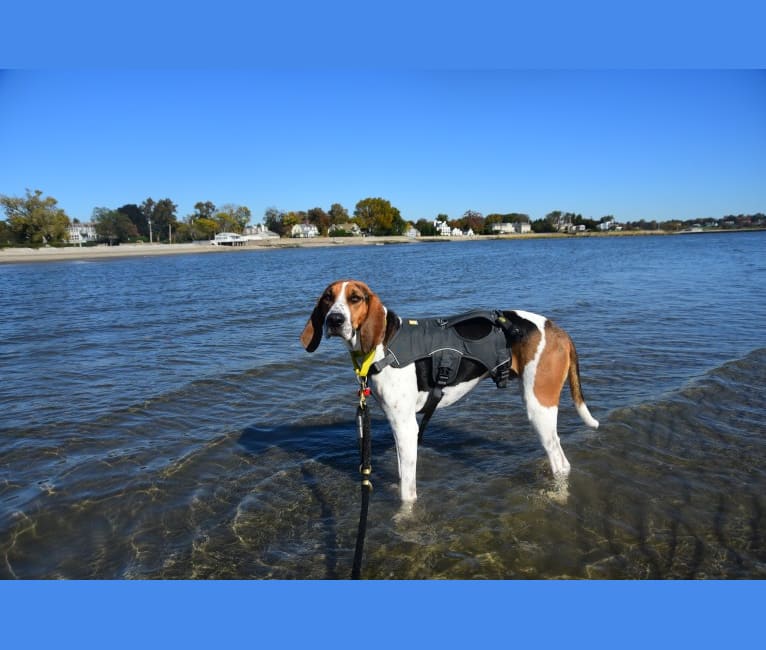 Photo of Murphy, a Treeing Walker Coonhound  in North Carolina, USA