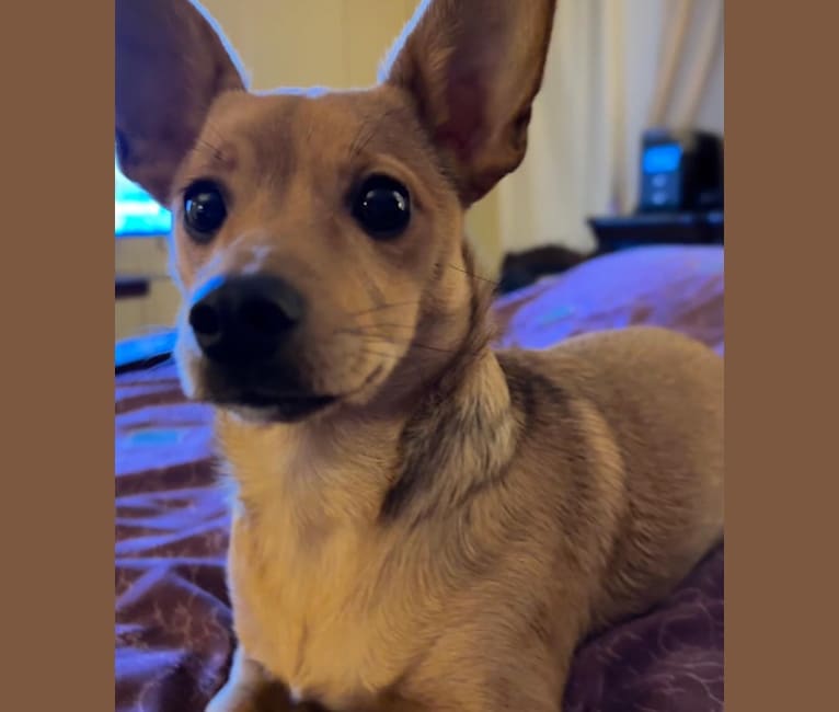 Alexa (Lexi) Isabella, a Chihuahua and Rat Terrier mix tested with EmbarkVet.com