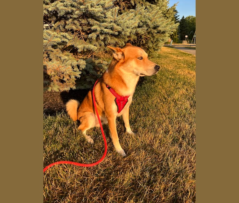 Dax, a Carolina Dog tested with EmbarkVet.com