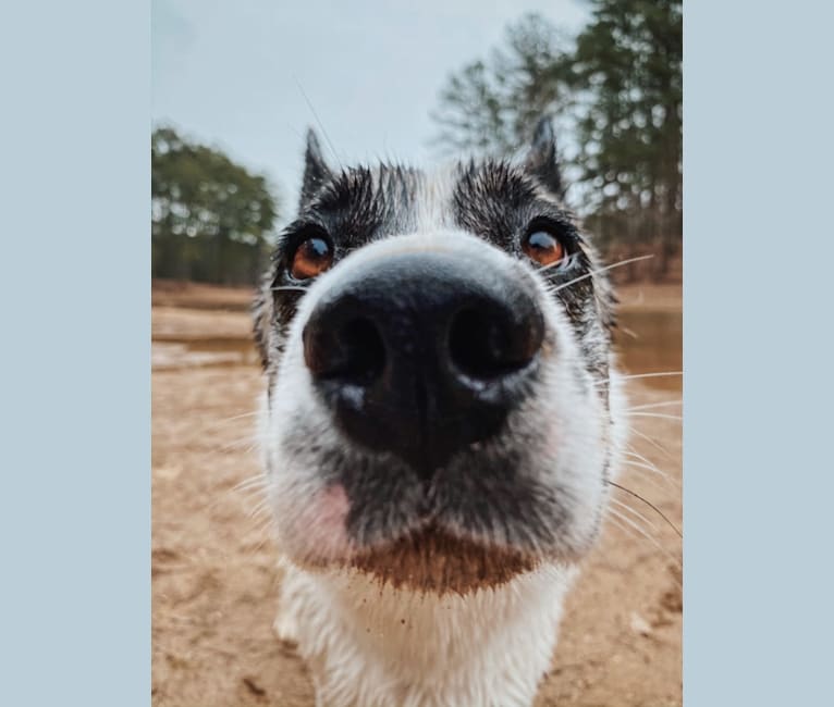 Photo of Iso, a Siberian Husky, Australian Cattle Dog, and Bulldog mix in Birmingham, Alabama, USA