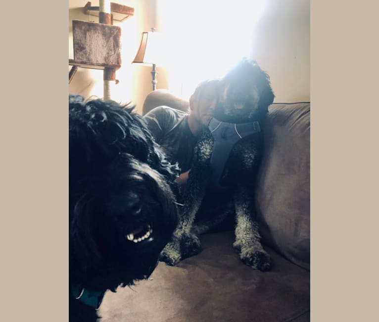 Leopold, a Newfypoo tested with EmbarkVet.com