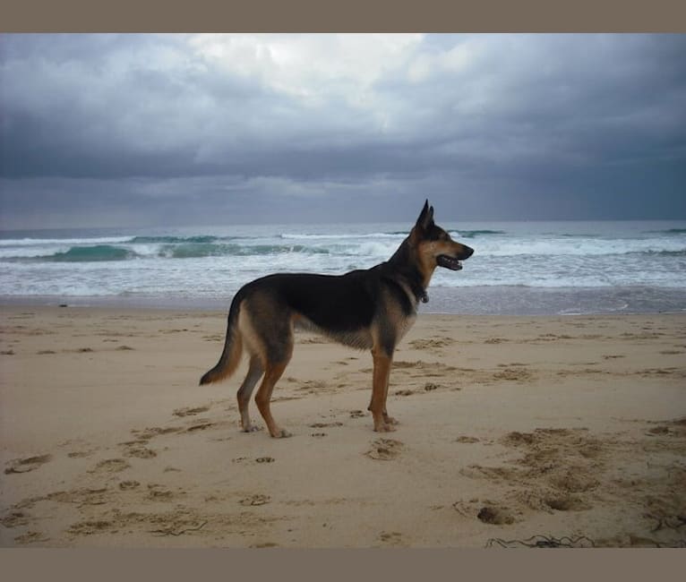 Rohan, an Australian Kelpie and German Shepherd Dog mix tested with EmbarkVet.com