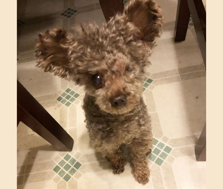 Buster, a Yorkipoo (6.2% unresolved) tested with EmbarkVet.com