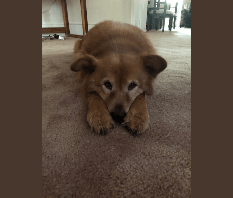 Photo of Sunny, a Chow Chow, Australian Cattle Dog, and Mixed mix in Vancouver, British Columbia, Canada