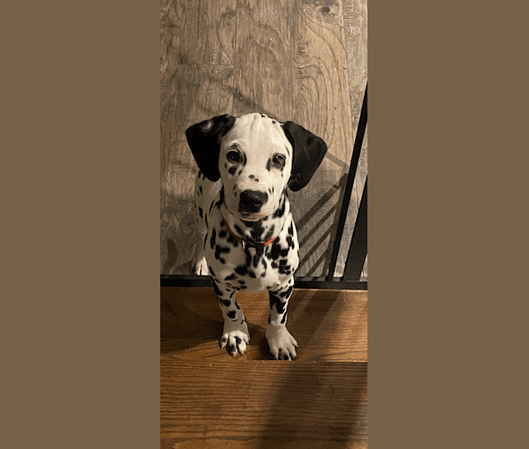 Photo of Oscar, a Dalmatian  in Smiths Falls, ON, Canada