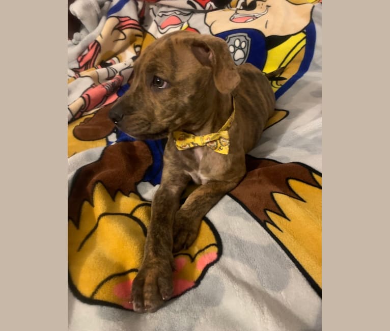 Puppy Love, an American Pit Bull Terrier and Rottweiler mix tested with EmbarkVet.com