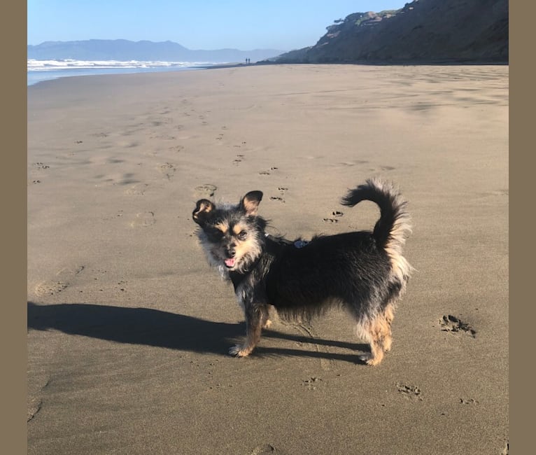Photo of Peanut Karma, a Poodle (Small), Chihuahua, Miniature Pinscher, and Mixed mix in SF, California, USA