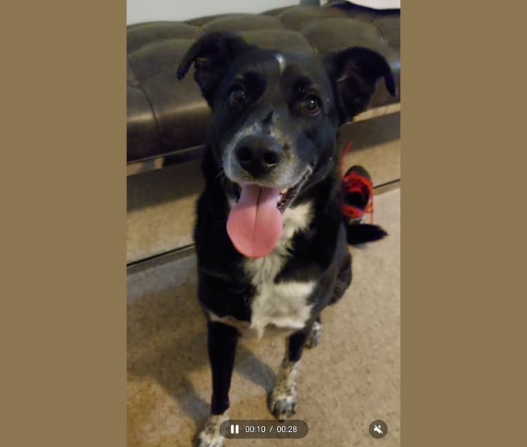 Dash, a Treeing Walker Coonhound and Boxer mix tested with EmbarkVet.com