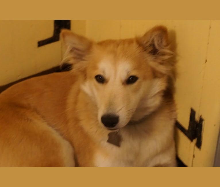 Ashna, a South Asian Village Dog tested with EmbarkVet.com