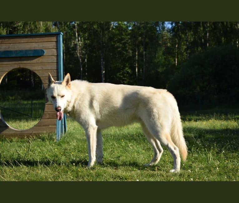 Rocky, a Siberian Husky and Greenland Dog mix tested with EmbarkVet.com