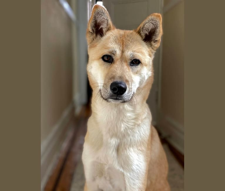 Ellie, a Japanese or Korean Village Dog and Jindo mix tested with EmbarkVet.com