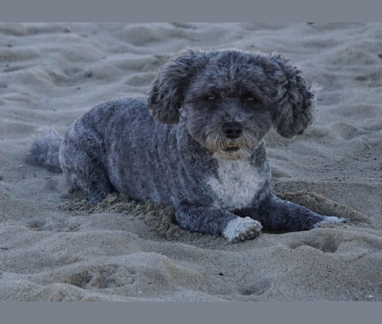 Photo of iLLY, a Poodle (Small), Chihuahua, Cocker Spaniel, and Shih Tzu mix in Stafford Township, New Jersey, USA