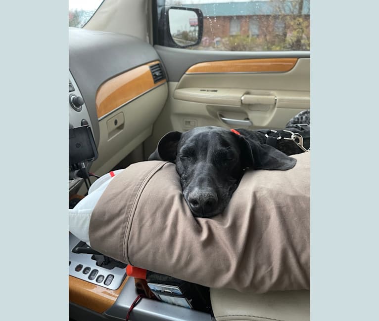 Photo of Gunner Smith, a German Shorthaired Pointer  in 105 Hall Road, Chatsworth, GA 30705, USA
