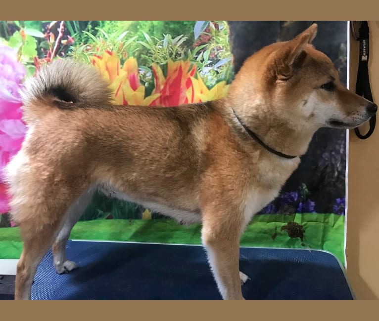 Ayumi, a Shiba Inu tested with EmbarkVet.com