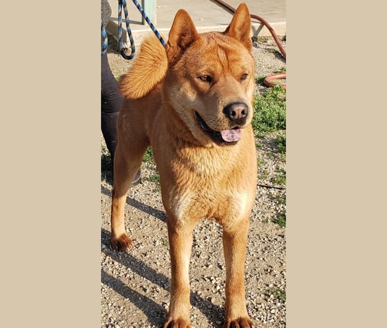 Photo of CurlyQ, a Chow Chow and Siberian Husky mix in Muscoy, California, USA