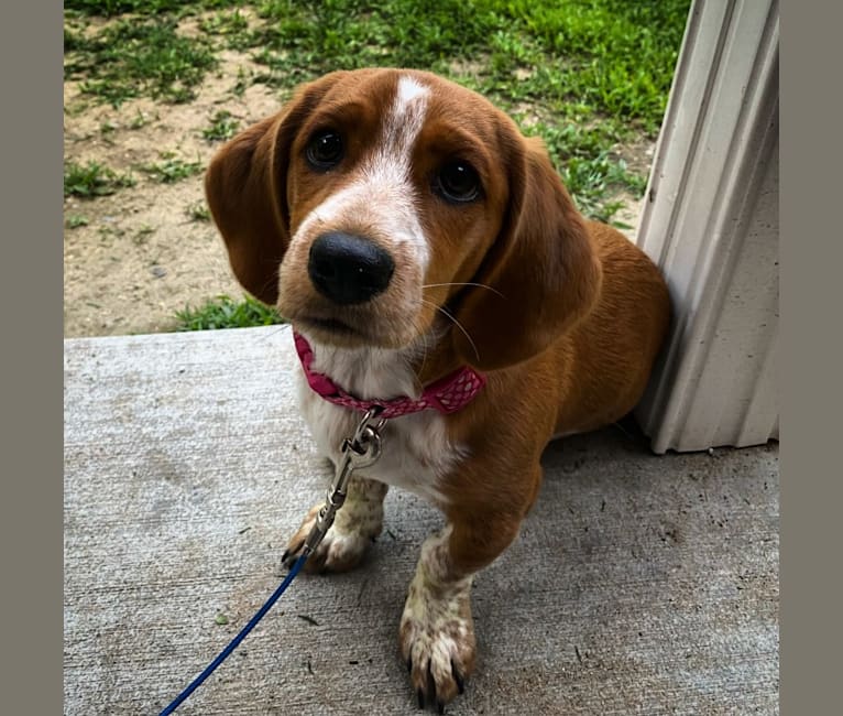 Shih tzu shop hound mix