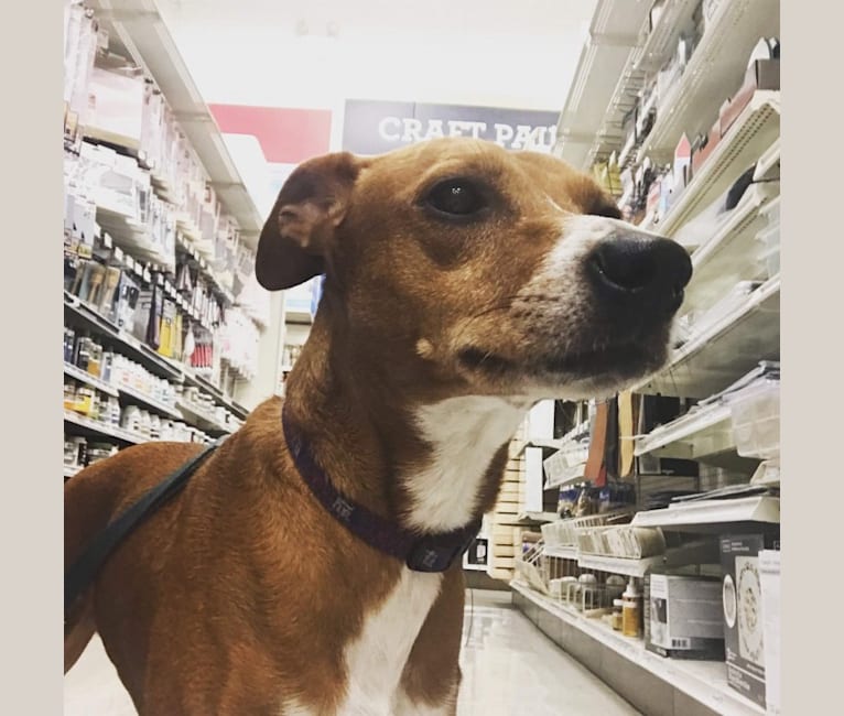Earl Grey, a Rat Terrier and Rottweiler mix tested with EmbarkVet.com