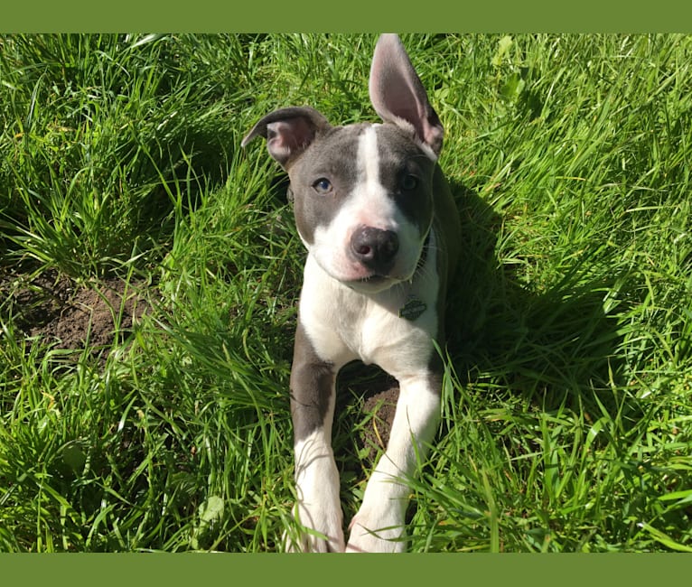 Bull terrier store american staffordshire mix