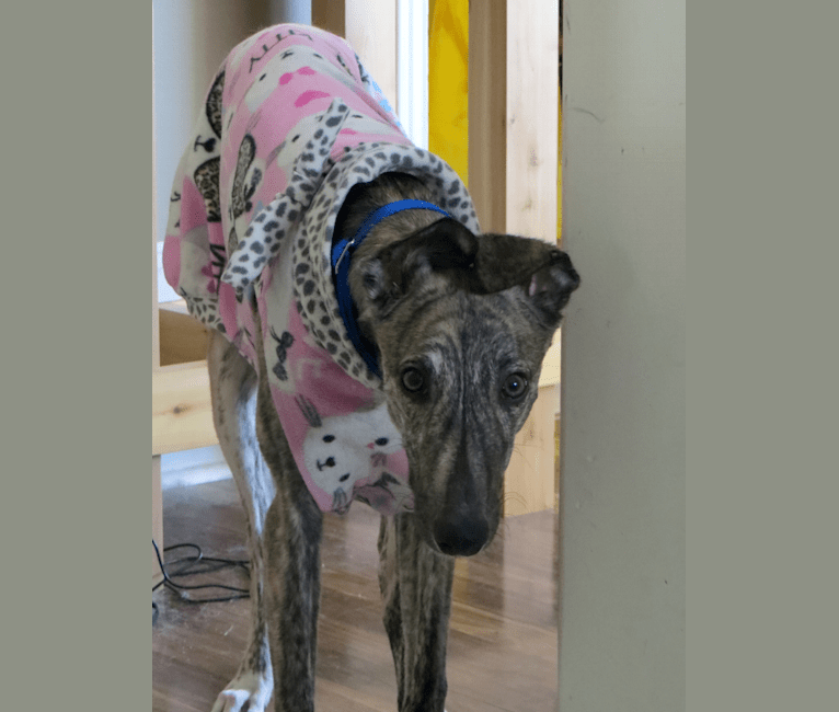 Gina, a Greyhound tested with EmbarkVet.com