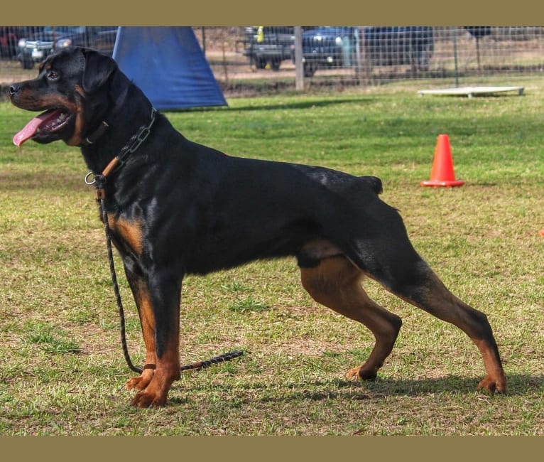 Sirius, a Rottweiler tested with EmbarkVet.com