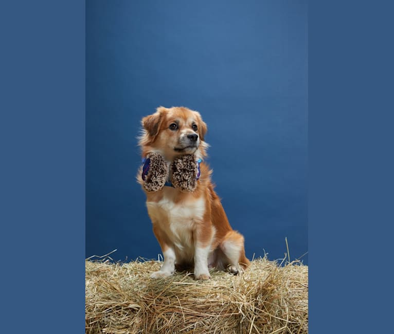 Lucky, a Chihuahua and Pekingese mix tested with EmbarkVet.com