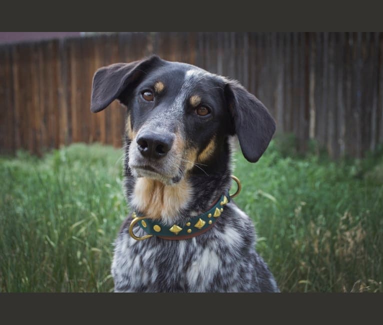 Django, a Beagle and Australian Cattle Dog mix tested with EmbarkVet.com
