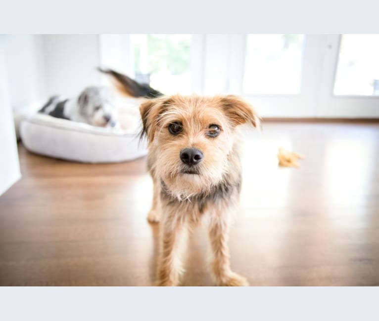 Bean, a Pomeranian and Yorkshire Terrier mix tested with EmbarkVet.com