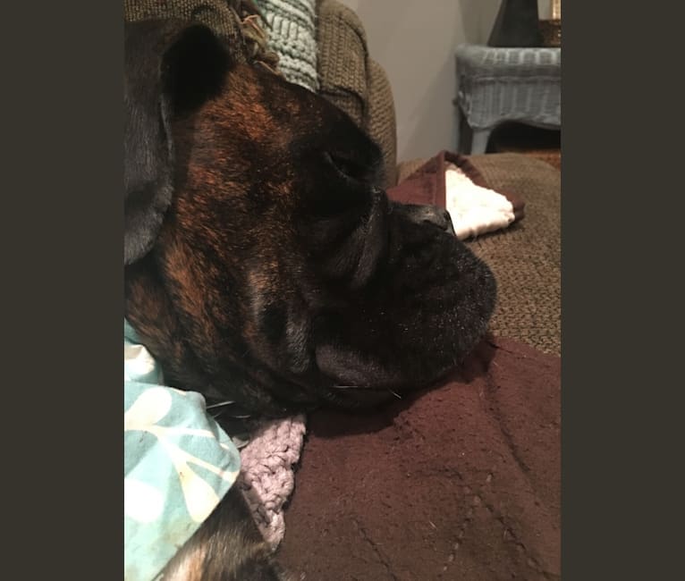 Murray, a Boxer tested with EmbarkVet.com