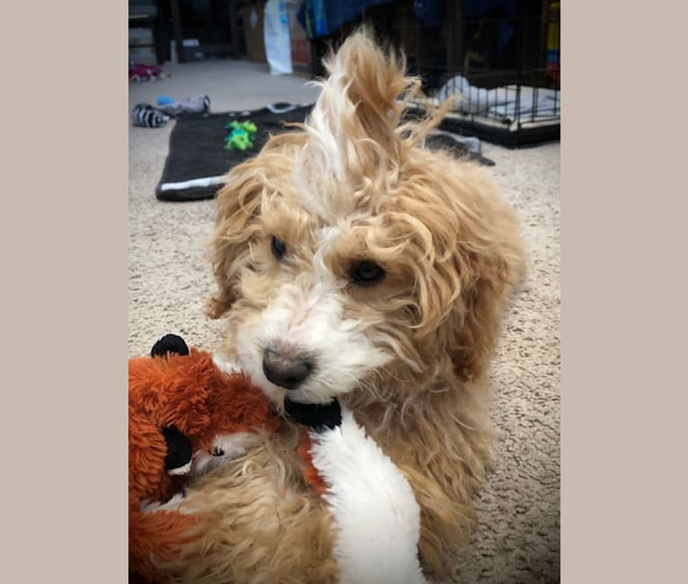 Ramen, a Poodle (Small) and Soft Coated Wheaten Terrier mix tested with EmbarkVet.com