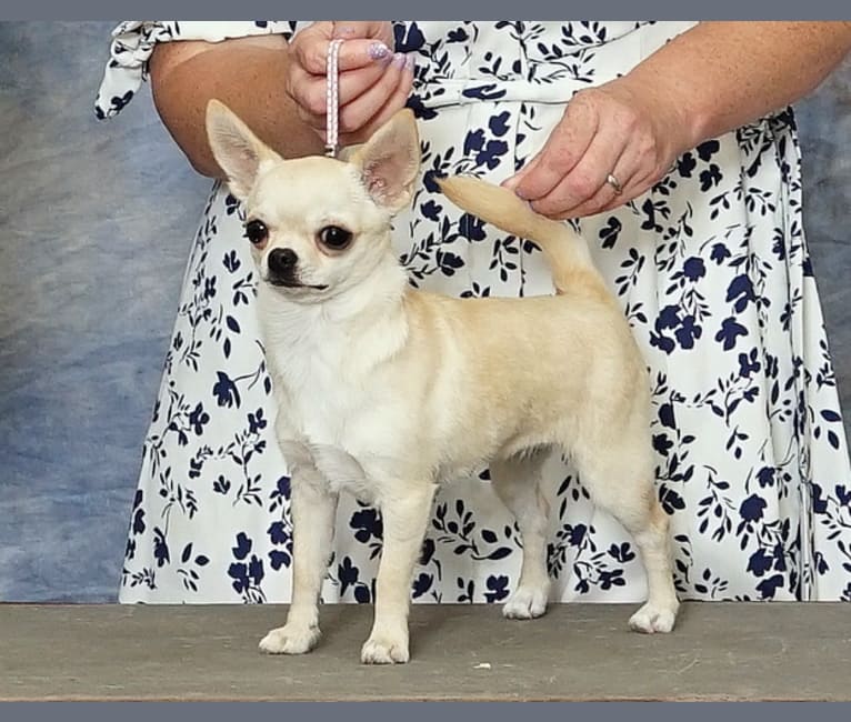 Photo of Taya, a Chihuahua 