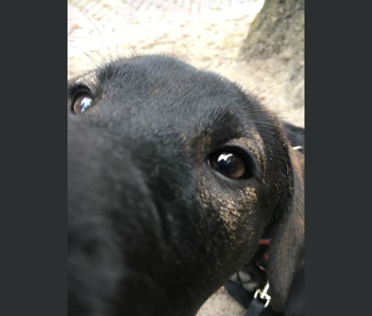 Timber, an American Pit Bull Terrier and German Shepherd Dog mix tested with EmbarkVet.com