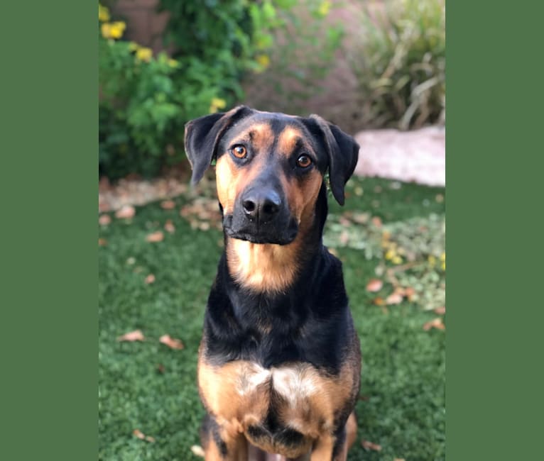 australian shepherd ridgeback mix